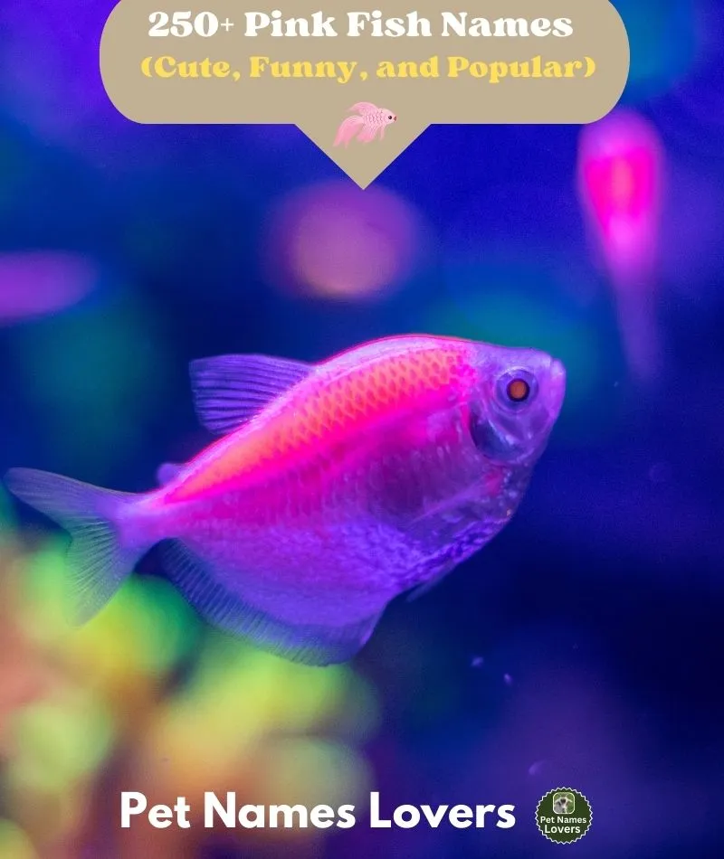 Pink Fish Names