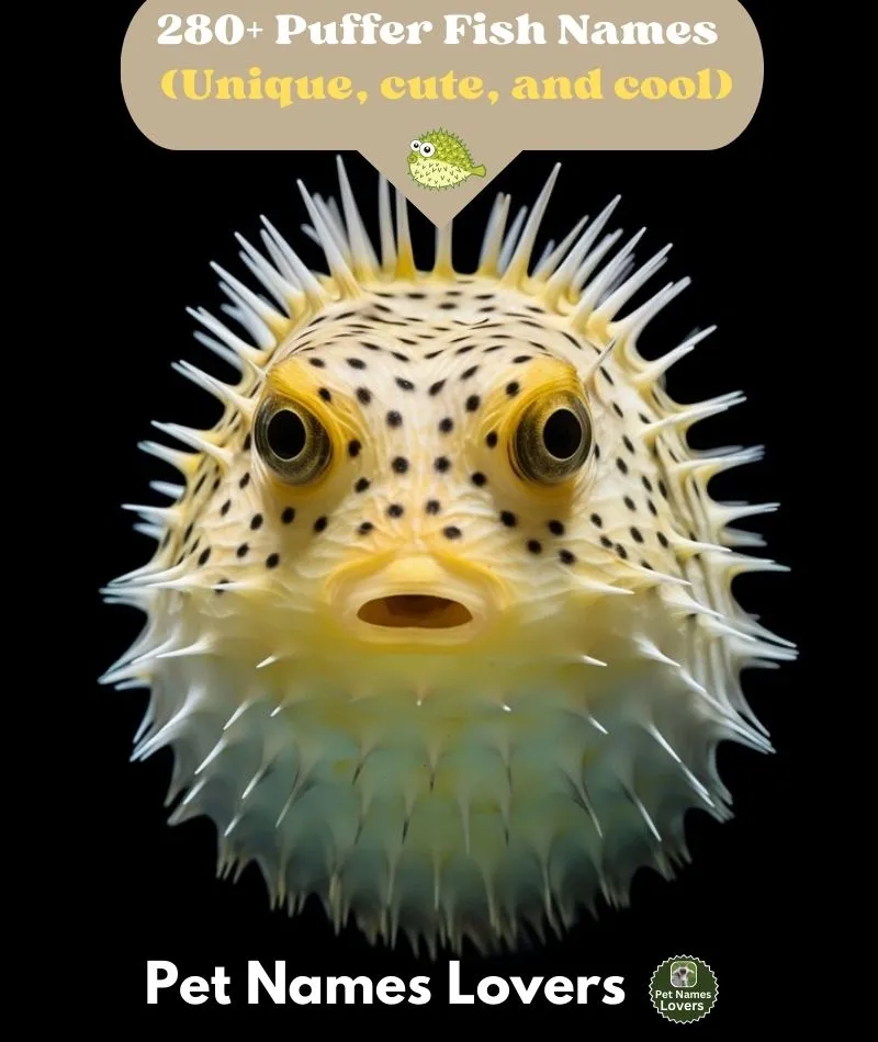 Puffer Fish Names