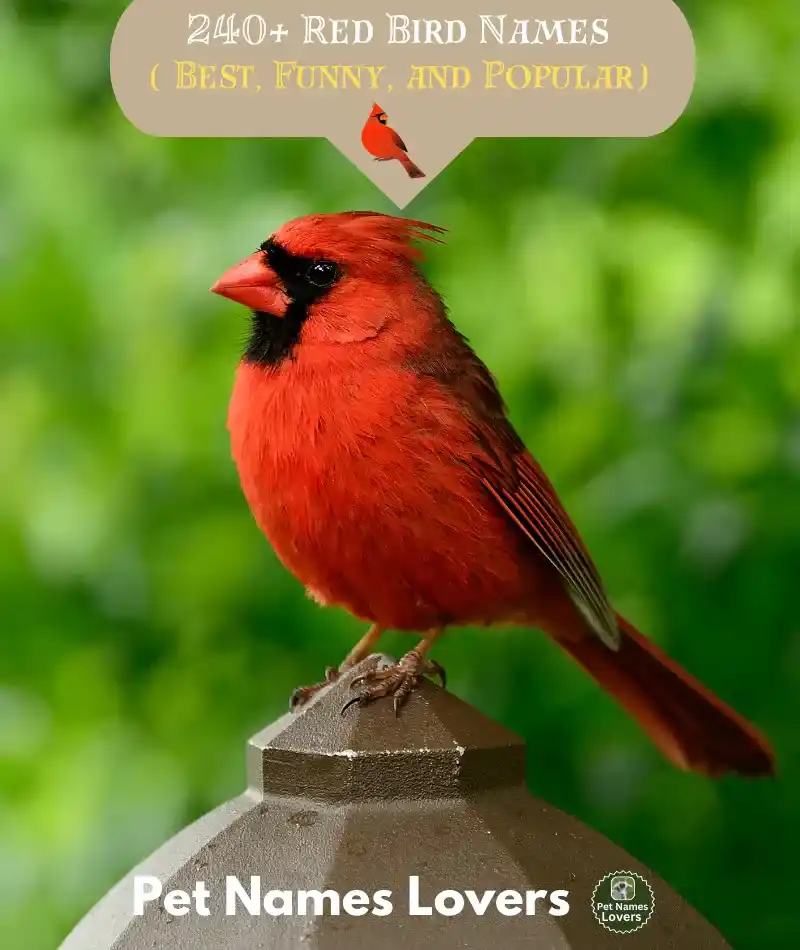 Red Bird Names