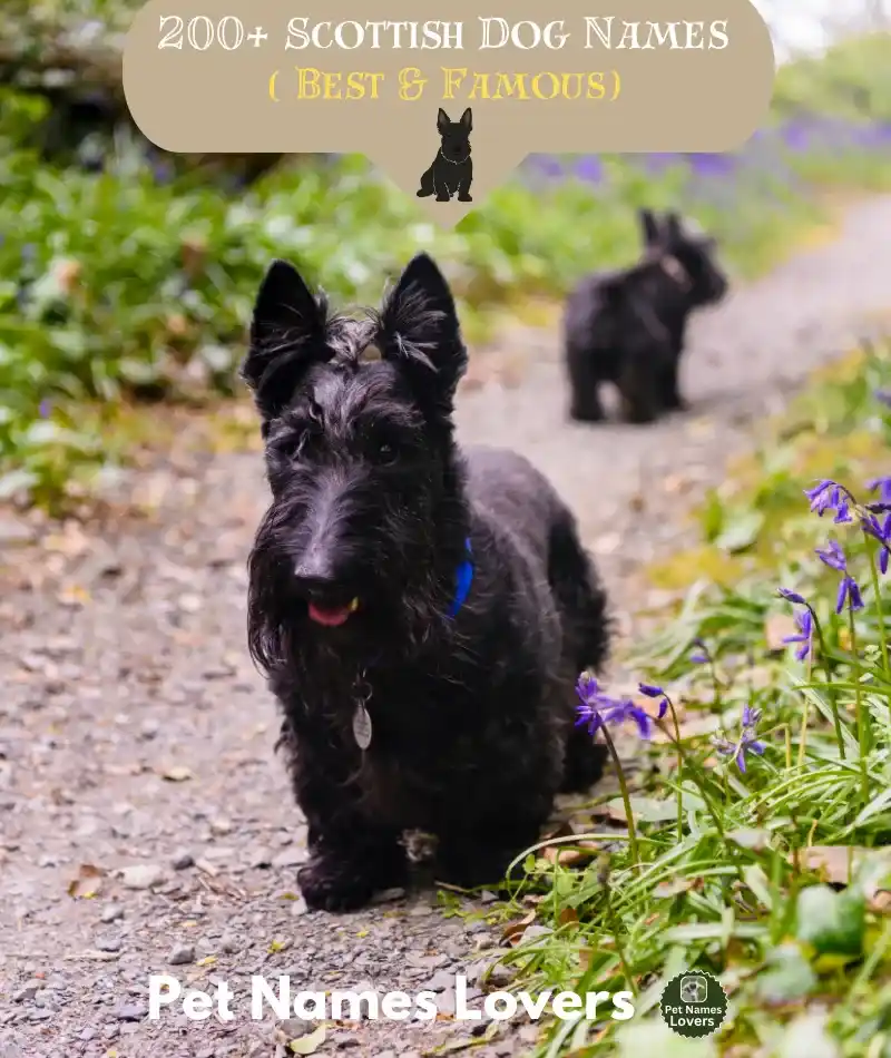 Scottish Dog Names