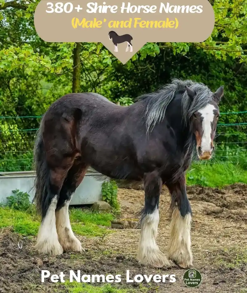 Shire Horse Names