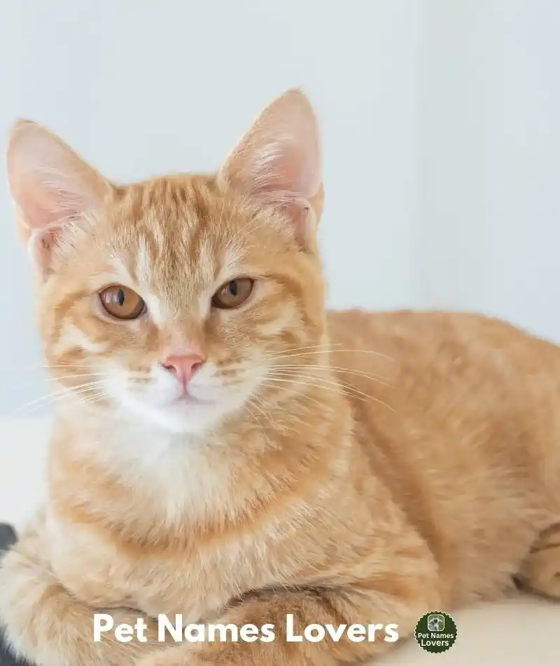 Stoner Orange Cat Names