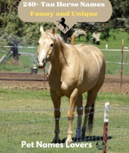 Tan Horse Names