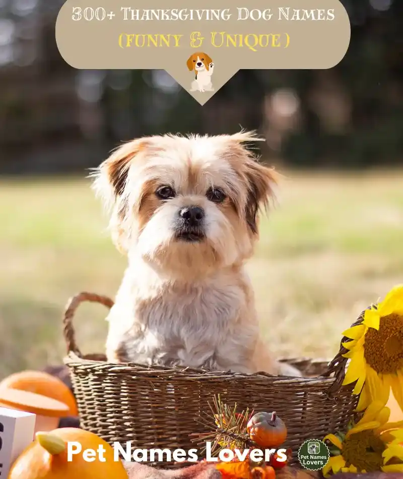 Thanksgiving Dog Names