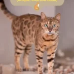 Tiger Cat Names 1