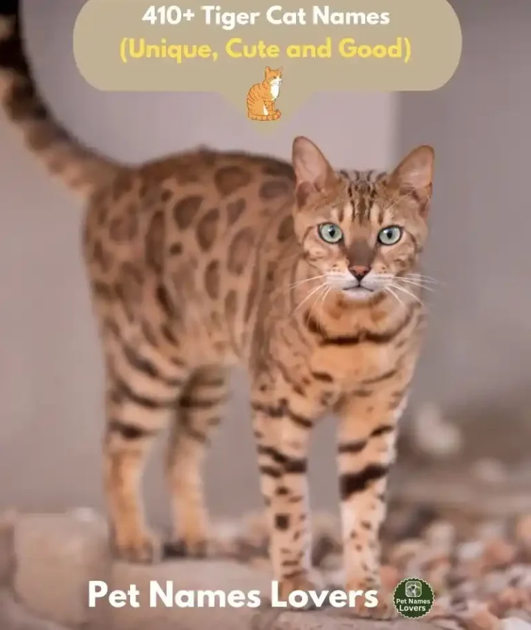 Tiger Cat Names 1