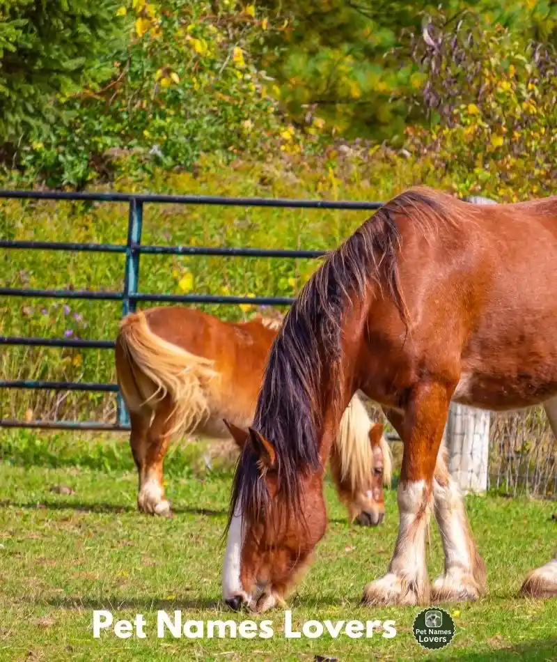 Unique Big Horse Names