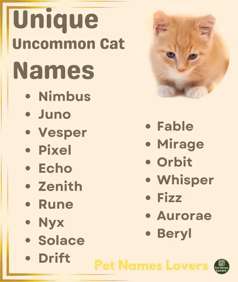 Unique Uncommon Cat Names