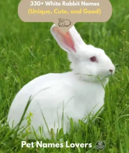 White Rabbit Names