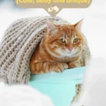 Winter Cat Names 1