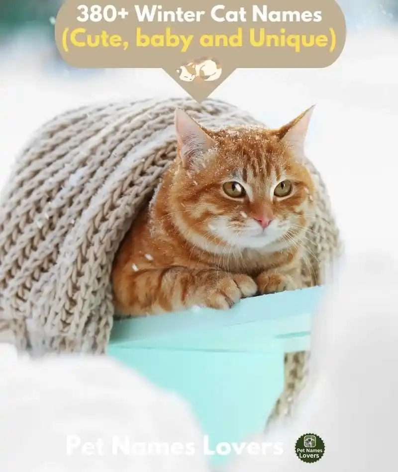 Winter Cat Names 1