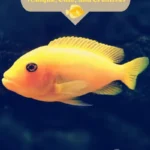 Yellow Fish Names