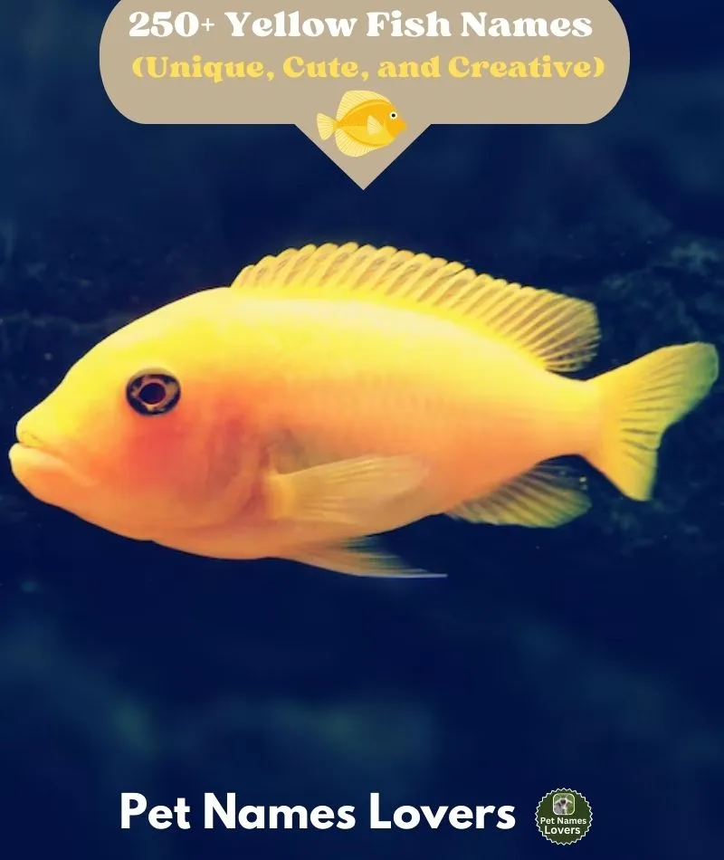 Yellow Fish Names