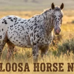 Appaloosa horse with leopard-spot coat standing in a golden meadow