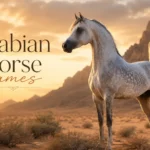 Arabian horse with dished profile standing in a desert landscape