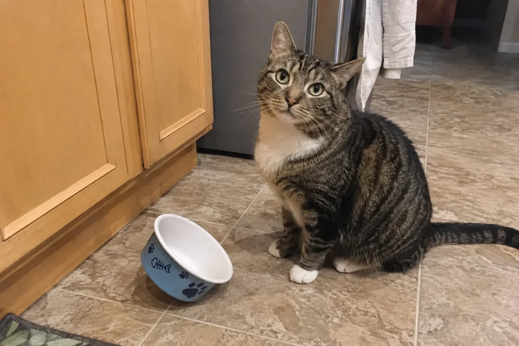 Tabby cat waiting by an empty snack bowl, munchies-themed cat name inspiration