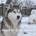 Siberian Husky in the snow, a popular breed for Alaskan dog names