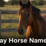 Bay horse with reddish-brown coat and black mane standing in a golden-hour pasture