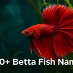 Red halfmoon betta fish with fins flared, inspiration for betta fish names