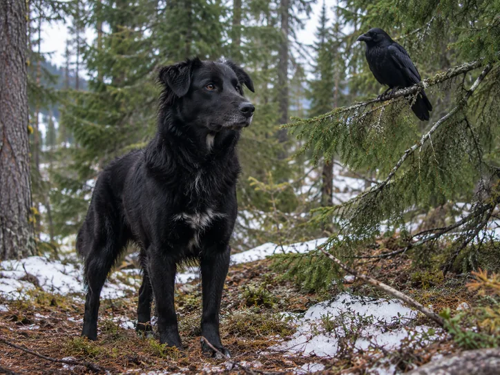 Black dog in a forest with a raven, reflecting Alaskan wildlife-inspired names