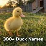 Fluffy yellow duckling in grass, part of a duck names guide for new owners