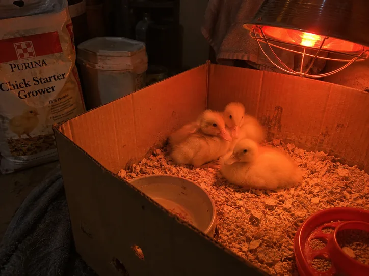 New ducklings under a heat lamp in a brooder box at night