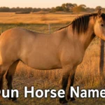 Bay dun horse with visible dorsal stripe standing in a golden field, dun horse names guide