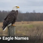 Bald eagle perched outdoors, featured image for a list of eagle names