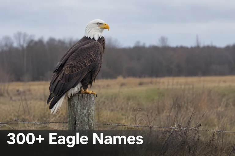 Bald eagle perched outdoors, featured image for a list of eagle names