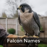 Peregrine falcon on a falconer's glove, a popular pick for falcon names inspiration
