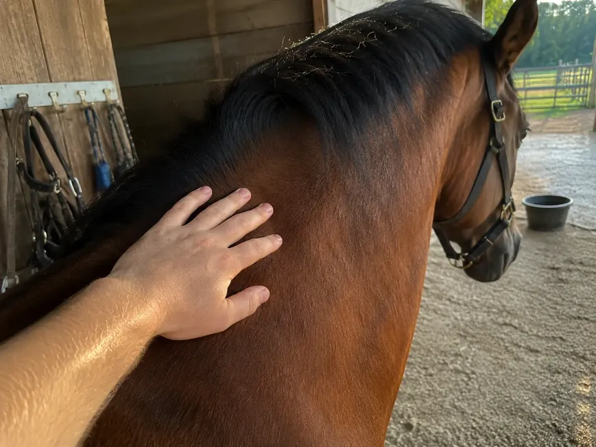 Person resting a hand on a bay horse's neck in a barnyard setting