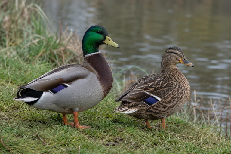 Mallard drake and hen together, showing the color difference between male and female ducks
