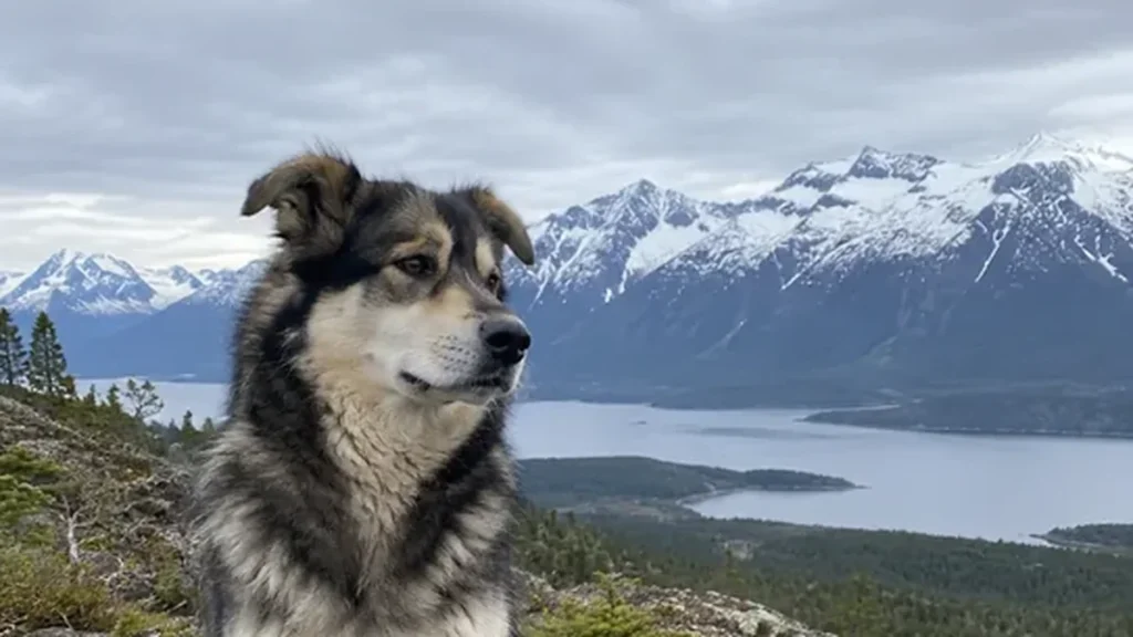 Dog on a mountain overlook, named after Alaskan landmarks like Denali or Kenai