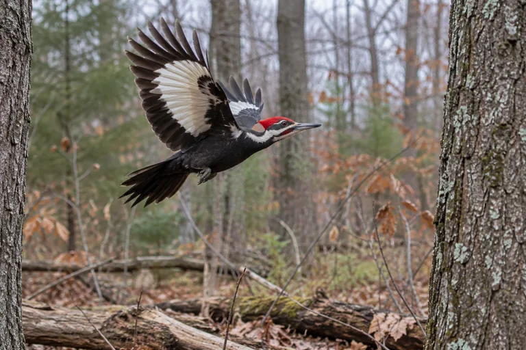 Pileated woodpecker in flight showing white underwings and red crest