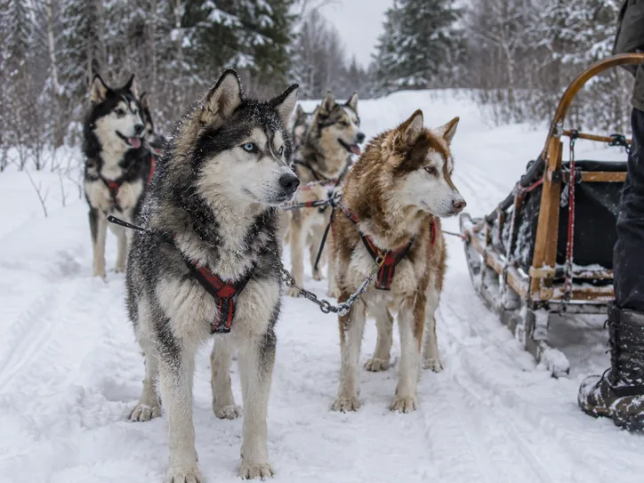 Sled dog team on a snowy trail, inspired by Balto, Togo, and Iditarod history