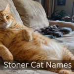 Orange tabby cat lounging on a couch, illustrating relaxed stoner cat names