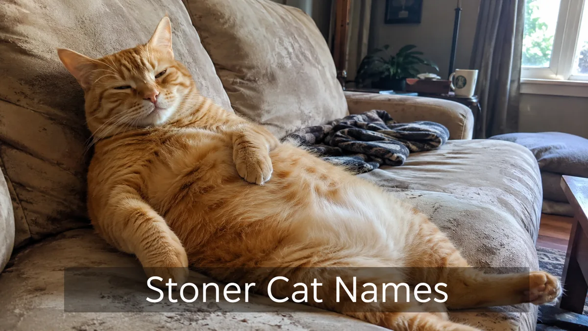 Orange tabby cat lounging on a couch, illustrating relaxed stoner cat names
