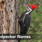 Pileated woodpecker with red crest perched on tree bark, ideas for woodpecker names