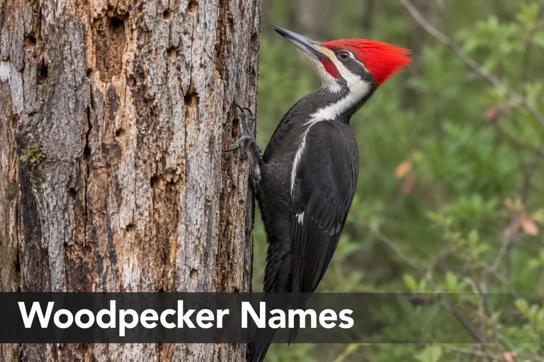Pileated woodpecker with red crest perched on tree bark, ideas for woodpecker names