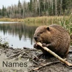 Beaver gnawing an aspen branch on a muddy pond bank, illustrating beaver names