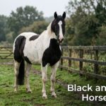 Black and white pinto horse standing in a green paddock on a cloudy morning