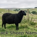Black sheep in a hillside pasture, black sheep names inspiration