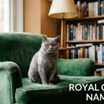 Grey cat on a velvet armchair, illustrating royal cat names