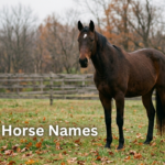 Dark brown horse with a white star standing in an autumn pasture
