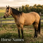 Buckskin horse with black mane and tail standing in a golden-hour pasture