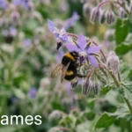 Bumblebee on a borage flower, illustrating bee names