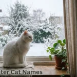 White cat at a frosty window, a fit for winter cat names