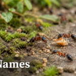 Ant names for a small group of ants in a natural garden setting