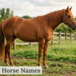 Copper-red chestnut horse standing in a sunlit paddock
