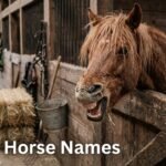 Chestnut horse leaning over a stall door with straw on its muzzle, featuring funny horse names